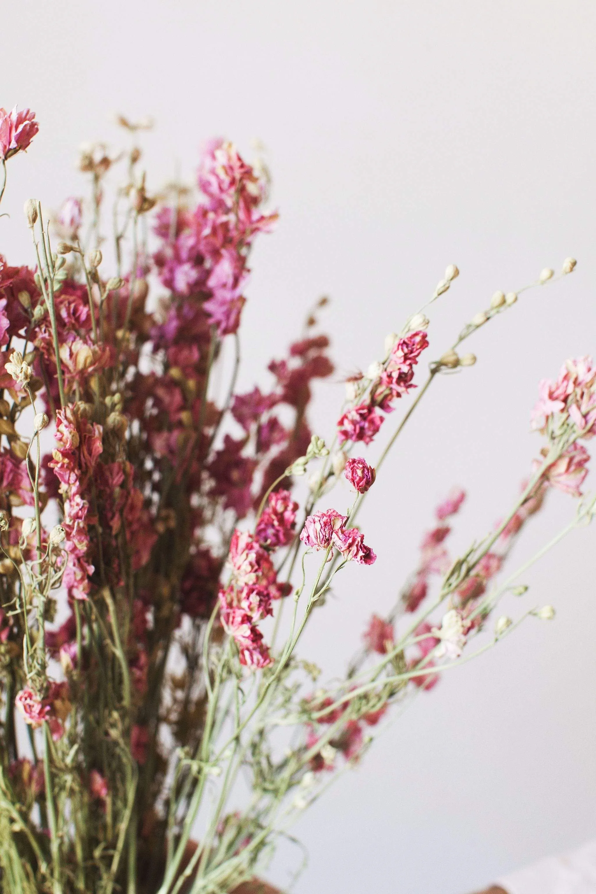 Dried Pink Larkspur