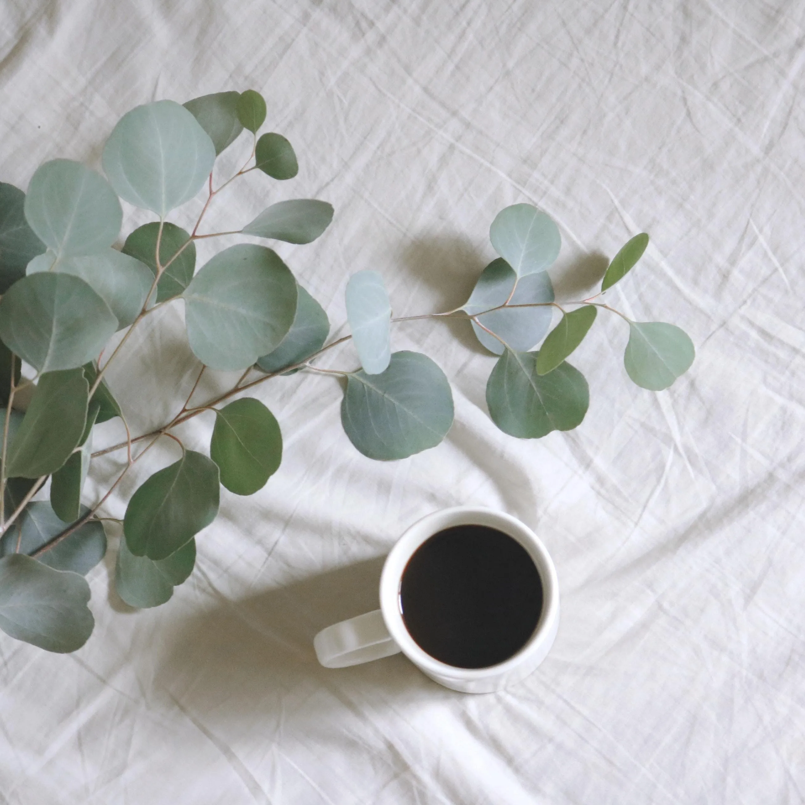 Eucalyptus Mint